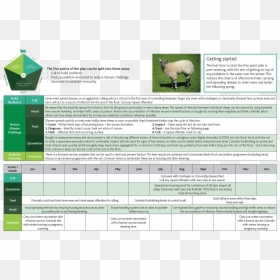Sheep, HD Png Download - tree plan png