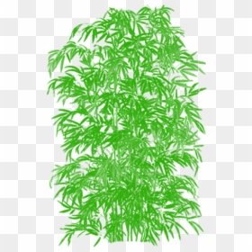 Bamboo Plant Png Vector, Transparent Png - tree plan png