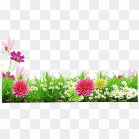Flower Transparent Background Frames Png, Png Download - grass flower png