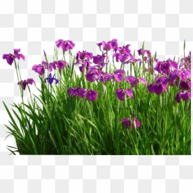 Psd Flower Garden Grass Png, Transparent Png - grass flower png
