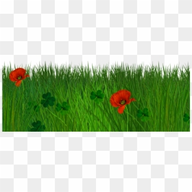 Green Grass Transparent Background, HD Png Download - grass flower png
