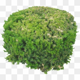 Architectural Plant Top View Png, Transparent Png - grass flower png