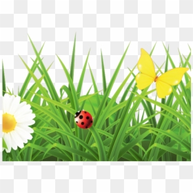 Flowers Hd Images Png, Transparent Png - grass flower png