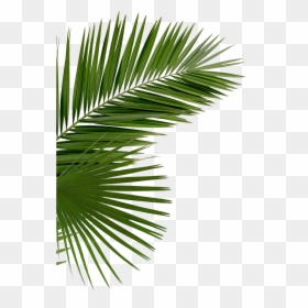 Palms Png, Transparent Png - palms png