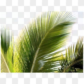 Holy Week Palm Sunday 2018, HD Png Download - palms png