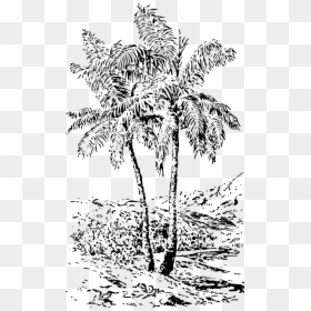 ต้น มะพร้าว ขาว ดำ, HD Png Download - palms png