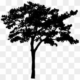 Transparent Background Tree Silhouette, HD Png Download - forest silhouette png