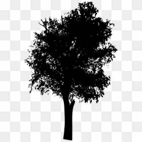Black & White Oak Tree, HD Png Download - forest silhouette png