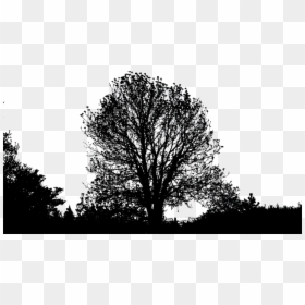 Forest & Tree, HD Png Download - forest silhouette png