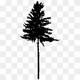 Tree Silhouette No Background, HD Png Download - forest silhouette png