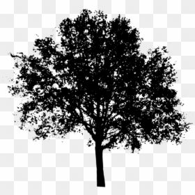 Tree Silhouette Png, Transparent Png - forest silhouette png