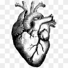 Realistic Heart Pencil Drawing, HD Png Download - human heart png