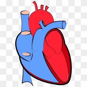 Transparent Background Human Heart Png, Png Download - human heart png