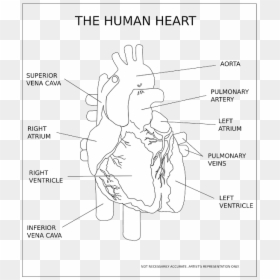 Human Heart Black And White, HD Png Download - human heart png