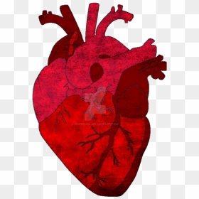 Real Human Heart Png, Transparent Png - human heart png