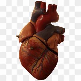 Real Heart No Background, HD Png Download - human heart png