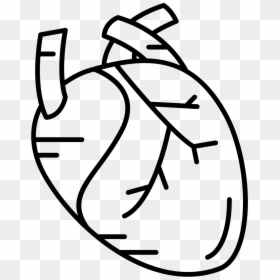 Human Heart Icon Svg, HD Png Download - human heart png