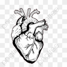 White Real Heart Png, Transparent Png - human heart png
