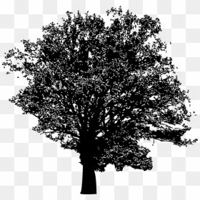 Plane-tree Family, HD Png Download - forest silhouette png