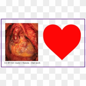 Does A Heart Look Like, HD Png Download - human heart png