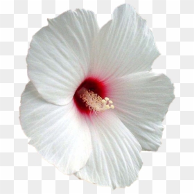 White Hibiscus Flower Transparent, HD Png Download - white flowers png