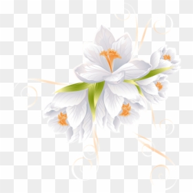 Vector Flower, HD Png Download - white flowers png