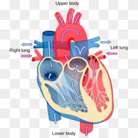 Heart Lub Dub, HD Png Download - human heart png