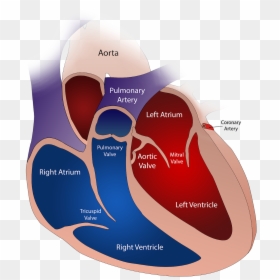 Different Types Of Heart, HD Png Download - human heart png