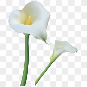Calla Lily Flower Png, Transparent Png - white flowers png