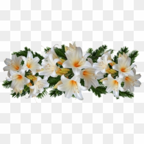 Easter Lilies, HD Png Download - white flowers png