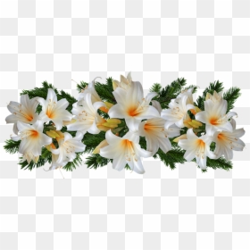 Easter Lilies, HD Png Download - white flowers png