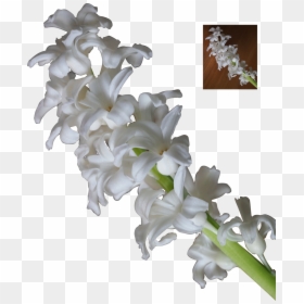 White Flowers Png, Transparent Png - white flowers png