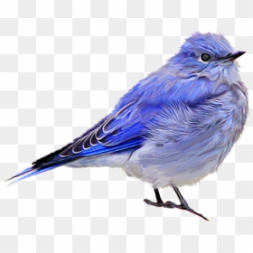 Mountain-bluebird - Finch Sparrow Blue Bird, HD Png Download - bluebird png