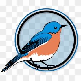 Eastern Bluebird , Transparent Cartoons - Mountain Bluebird, HD Png Download - bluebird png