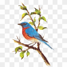 Transparent Pajaros Png - Eastern Bluebird, Png Download - bluebird png