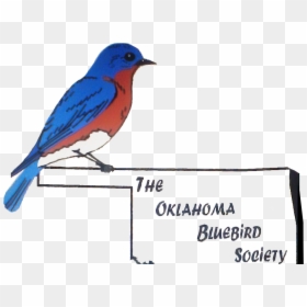 Blue Bird Oklahoma, HD Png Download - bluebird png