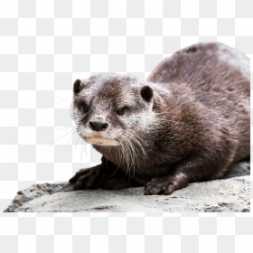 North American River Otter - Asian Small Clawed Otter At Zoo, HD Png Download - sea otter png