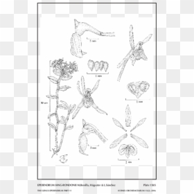 Line Art, HD Png Download - araguaney png