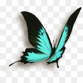 Butterfly Papillon , Png Download - Papillon Png, Transparent Png - papillon png