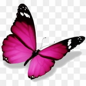 Image De Papillon - Papillon Png, Transparent Png - papillon png