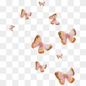 Tubes Papillons Png, Transparent Png - papillon png