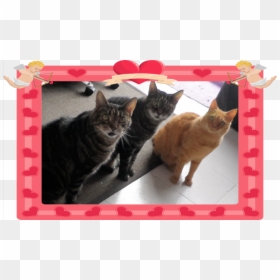To The Loves Of My Life - Tabby Cat, HD Png Download - mad cat png