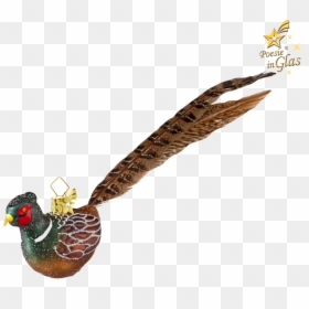 Pheasant - Turkey, HD Png Download - pheasant png