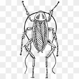 Cockroach Clipart Hostted - Cockroach Clipart Black And White, HD Png Download - roaches png