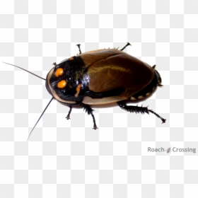 Lucihormetica Grossei, HD Png Download - roaches png