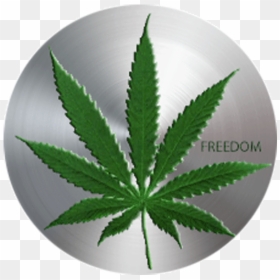 Cannabis - Cann Coin, HD Png Download - person taking picture png