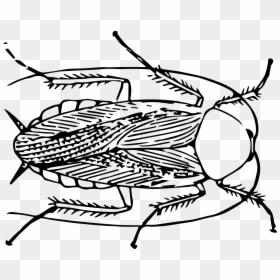 Cockroach, HD Png Download - roaches png