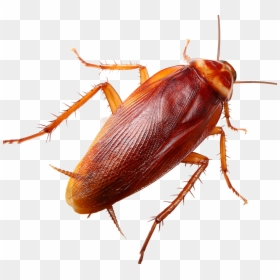 Roaches Png, Transparent Png - roaches png