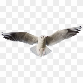 Transparent Flying Seagull Clipart - European Herring Gull, HD Png Download - sea gull png