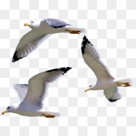 Bird European Herring Gull Gulls - Seagull Png, Transparent Png - sea gull png